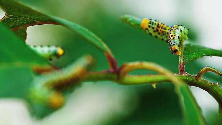 식물 야생동물 곤충 잎 자연 무척추동물 사람없음 초록색 장미 노란색 정원 해충 벌레 애벌레 농약 변태 원예사 적자 4K MP4 해외동영상 클립영상 동물 직업 꽃 컬러 생태계 동영상 파일형식