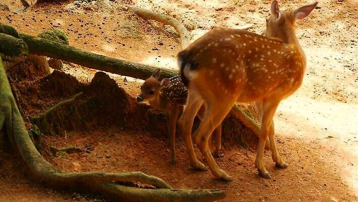 동물 공원 여자 남자 아시아 야생동물 밭 포유류 자연 초식동물 털 뿔 사람없음 야외 갈색 머리 환경 침묵 봄 흰색 아기 점 숲 방목 사파리 귀 뿌리 서식지 내추럴 동물상 아기사슴 암사슴 전국 MOV 해외동영상 클립영상 계절 공공시설 나라 새끼 컬러 농업 사슴 사람 신체부위 조형물 소리 축산업 암컷 생태계 동영상 파일형식