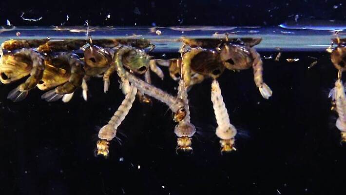 동물 야생동물 바다 곤충 자연 무척추동물 사람없음 물 환경 바닷속 수중 지중해 생태계 생물학 수족관 애벌레 토막 동물상 모기 생태학 우크라이나 4K 저서생물 MP4 해외동영상 클립영상 자연요소 교육 유럽 생물 조형물 해충 벌레 동영상 파일형식