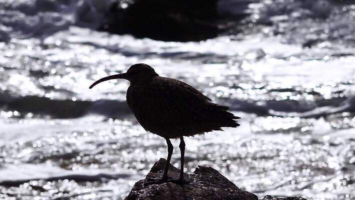 동물 야생동물 파도 자연 조류 해변 사람없음 옆모습 물 서핑 깃털 부리 캘리포니아 태평양 철새 석호 내추럴 동물상 산티아고 4K MP4 해외동영상 클립영상 자연요소 바다 뷰포인트 조형물 미국 수상스포츠 생태계 동영상 파일형식