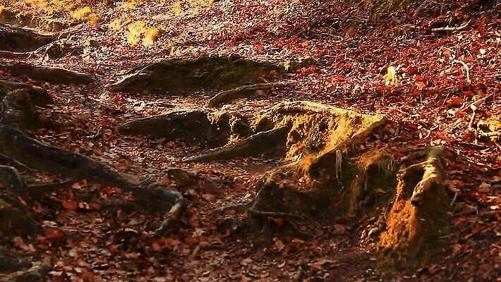 나무 식물 디자인 계절 공원 컬러 백그라운드 잎 패턴 자연 표면 추상 이끼 사람없음 야외 목재 초록색 물 여름 빛 컬러풀 갈색 노란색 환경 검은색 어둠 봄 가을 나뭇가지 거친 숲 질감 뿌리 공상 마법 내추럴 나쁜 깊이 땅바닥 MOV 해외동영상 클립영상 자연요소 공공시설 무늬 재료 바닥 생태계 동영상 파일형식
