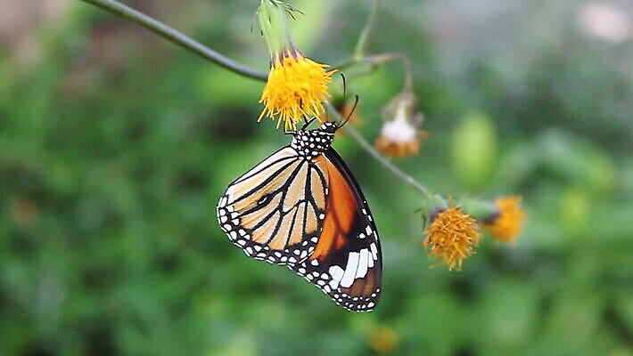 식물 동물 꽃 과학 나비 곤충 잎 날개 자연 동물원 사랑 사람없음 반려동물 환경 정원 봄 보호 숲 눈금 생물학 화단 동물상 MOV 해외동영상 클립영상 계절 교육 감정 컨셉 조형물 생태계 동영상 파일형식