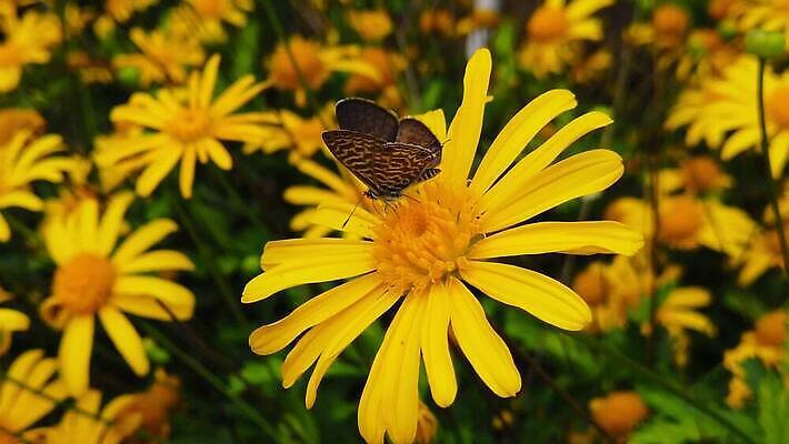 식물 동물 꽃 나비 곤충 잎 모션 자연 사람없음 초록색 파란색 노란색 환경 마시기 황금 닫기 먹기 관목 묘사 속도 꼬리 데이지 보케 꽃가루 얼룩말 상록수 꿀 느림 블러효과 수유 MP4 해외동영상 클립영상 나무 컬러 말_동물 가루 생태계 동영상 블러 파일형식 효과
