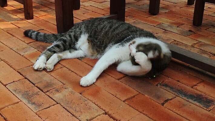 동물 실내 피곤 사람없음 반려동물 눕기 고양이 잠 핥기 청소 혀 낮잠 몸단장 위생관리 카피스페이스 MOV 해외동영상 클립영상 컨셉 포유류 모션 관리 내부 공백 입 동영상 파일형식