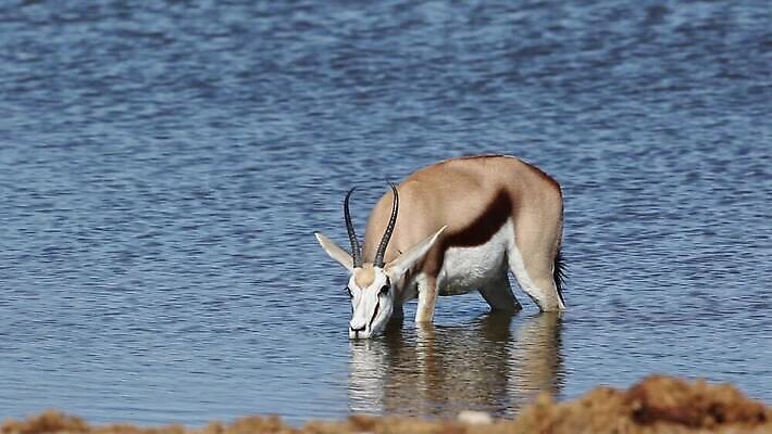 동물 응시 음료 야생동물 포유류 아프리카 자연 초식동물 국립공원 사람없음 야외 물 환경 마시기 황무지 보호 갈증 사파리 클립 영양 서식지 동영상 내추럴 경보 나미비아 남아프리카 동물상 생태학 HD MOV 해외동영상 클립영상 자연요소 시선 공원 교육 나라 컨셉 모션 조형물 생태계 파일형식