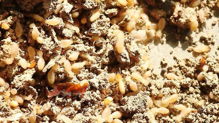 동물 종이 곤충 자연 표면 날씨 주택 사람없음 목재 갈색 손상 거친 그룹 터널 해충 둥지 천 먹기 질감 잡동사니 수목 썩음 MOV 해외동영상 클립영상 나무 길 컬러 컨셉 재료 모션 건물 직물 벌레 생태계 동영상 파일형식