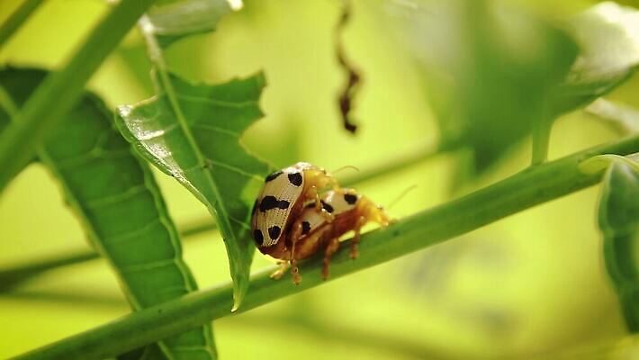 식물 계절 야생동물 곤충 잎 자연 생물 사람없음 야외 초록색 여름 정원 봄 성장 시골 신선 벌레 소프트포커스 딱정벌레 묘사 생물학 내추럴 생태학 카피스페이스 4K MP4 해외동영상 클립영상 동물 교육 컬러 촬영기법 공백 생태계 동영상 파일형식