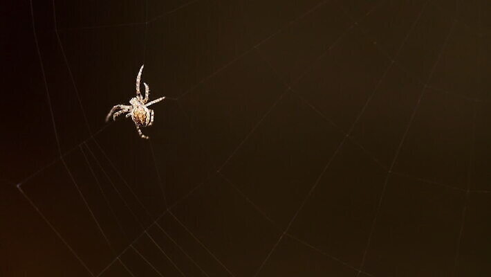 동물 컬러 곤충 백그라운드 패턴 자연 사람없음 야외 초록색 빛 정원 검은색 웹 새벽 그물 벌레 거미줄 거미 올가미 내추럴 변소 짜기 MOV 해외동영상 클립영상 자연요소 무늬 인터넷 모션 생태계 동영상 파일형식