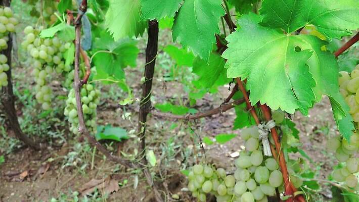 손 계절 음식 농업 과일 자연 포도 노동자 관리 사람없음 초록색 농장 와인 이탈리아 수확 흰색 나뭇가지 시골 신선 자르기 다발 수집 유기농 포도밭 포도나무 내추럴 밭일 숙성 양조장 피에몬테 4K MP4 해외동영상 클립영상 나무 직업 웰빙 유럽 산업 컬러 밭 모션 주류 신체부위 과일나무 생태계 동영상 파일형식