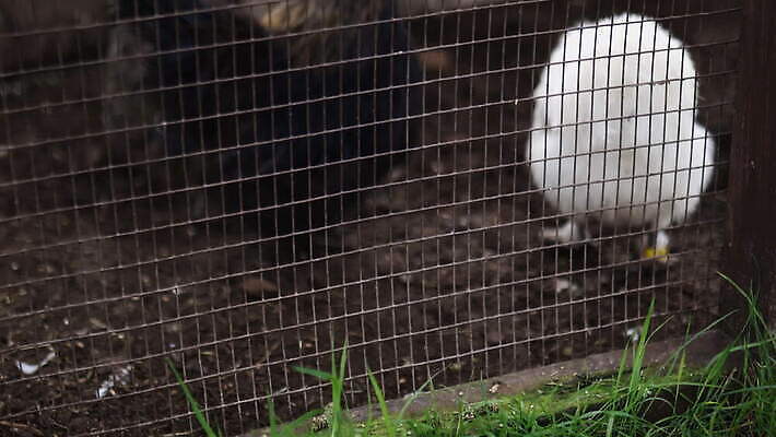 동물 외관 야생동물 농업 자연 조류 영국 잉글랜드 동물원 동양인 사람없음 야외 목재 울타리 농장 마을 환경 가을 시골 먹이 땅 깃털 먼지 철사 솜털 메추리 암탉 웅장함 목가 4K MOV 해외동영상 클립영상 나무 계절 유럽 산업 재료 인종 담장 닭 암컷 생태계 동영상 파일형식