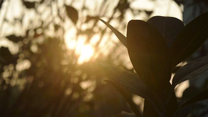 나무 식물 계절 꽃 백그라운드 단풍 잎 겨울 농업 채소 자연 아침 풍경 초원 사람없음 야외 여름 햇빛 태양 농장 노란색 환경 정원 일몰 봄 성장 벚꽃 가을 숲 유기농 블러효과 삼림지대 열대기후 MP4 해외동영상 클립영상 주간 자연요소 웰빙 산업 컬러 노을 생태계 동영상 블러 파일형식 효과