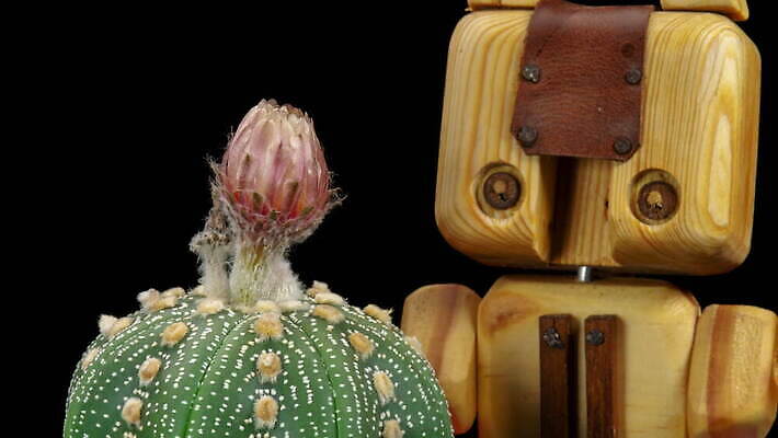 식물 계절 꽃잎 꽃 컬러 꽃다발 꽃무늬 모션 자연 선인장 사람없음 장식 가로 컬러풀 봄 펼침 낭만 성장 신선 오픈 개화 변화 속도 원예 동영상 생존 4K 타임랩스 MOV 해외동영상 클립영상 컨셉 무늬 촬영기법 취미 생태계 파일형식