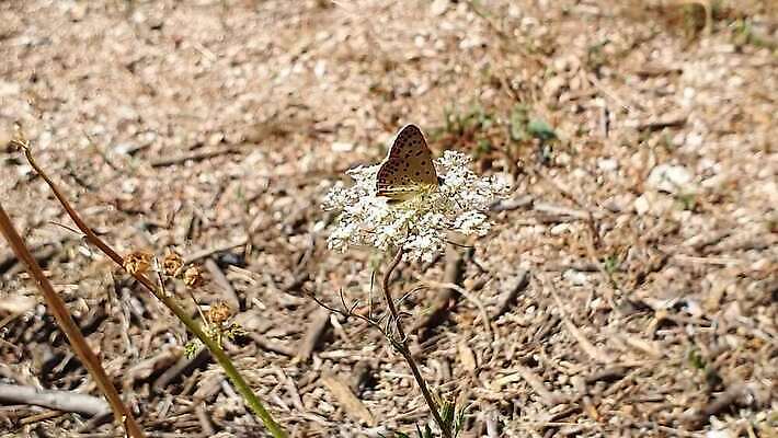 식물 동물 계절 꽃 야생동물 컬러 나비 곤충 패턴 밭 날개 자연 대화 초원 사람없음 야외 가로 초록색 여름 파란색 컬러풀 갈색 맑음 봄 활발 흰색 시골 신선 점 우아함 작음 땅 나방 내추럴 동물상 많음 4K HD MP4 해외동영상 클립영상 컨셉 무늬 농업 날씨 말하기 조형물 크기 생태계 동영상 파일형식
