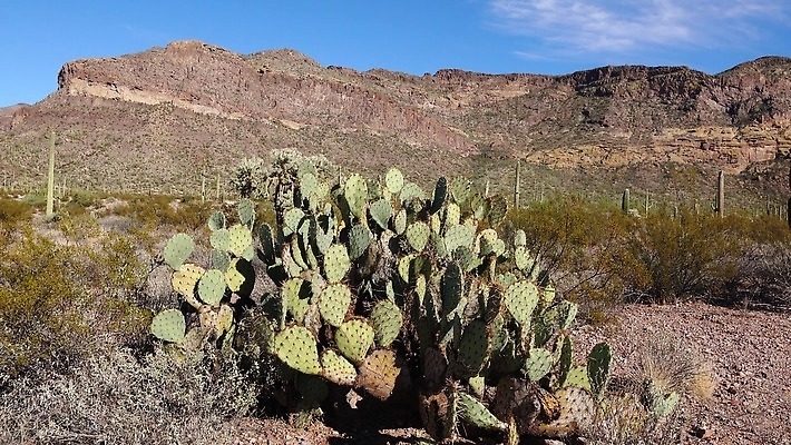 식물 공원 선 여행 자연 산 선인장 건조 사람없음 파란색 미국 성장 오르간 보호 큼 파이프 먼지 애리조나 천연기념물 전국 유일 4K MP4 해외동영상 클립영상 공공시설 컬러 컨셉 북아메리카 건반악기 크기 생태계 동영상 파일형식