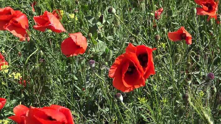 식물 계절 꽃 백그라운드 밭 농업 자연 하늘 사람없음 야외 빨간색 초록색 파란색 봄 시골 양귀비 남쪽 서식스 4K MP4 해외동영상 클립영상 산업 컬러 방향 생태계 동영상 파일형식