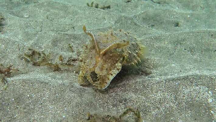 동물 야생동물 바다 컬러 백그라운드 태국 자연 이집트 어류 사람없음 물 파란색 컬러풀 뷰티 바닷속 수중 수영 산호 산호초 잠수부 오징어 다이빙 소금 암초 홍해 해파리 깊이 세피아 이국적 파라오 4K MP4 해외동영상 클립영상 자연요소 아시아 아프리카 연체동물 촬영기법 수중동물 수상스포츠 수중식물 자포동물 전문직 생태계 동영상 수중스포츠 파일형식