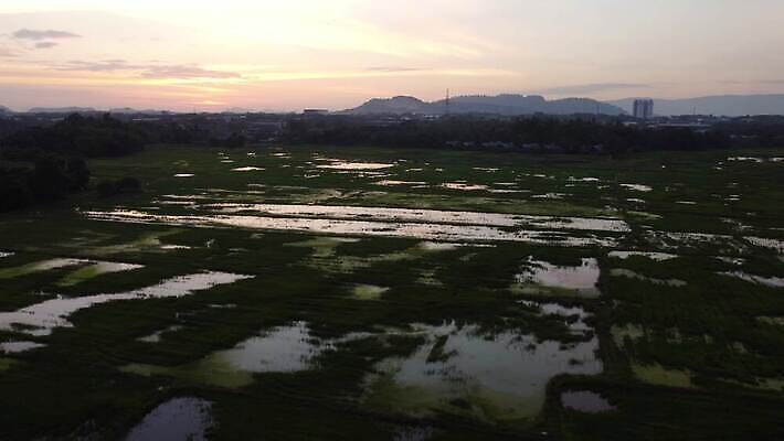 나무 식물 계절 실루엣 아시아 백그라운드 농업 자연 풍경 초원 사람없음 야외 가로 초록색 여름 햇빛 태양 환경 맑음 일몰 봄 나뭇가지 농촌 시골 땅 내추럴 논밭 밭일 4K MOV 해외동영상 클립영상 자연요소 나라 산업 컬러 밭 날씨 논 촬영기법 노을 생태계 동영상 파일형식