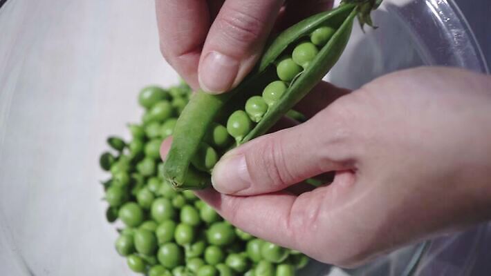 손 음식 컬러 채소 재료 손가락 유리 탁자 건강 관리 씨앗 야외 파란색 햇빛 쌓기 껍질 신선 잡기 업무 오픈 사발 낟알 준비 유기농 완두콩 날것 내추럴 꼬투리 숙성 영양분 채식주의자 비건 맛있는 4K MOV 해외동영상 클립영상 식물 웰빙 가구 모션 재질 콩 신체부위 태양 작업 사기그릇 채식 동영상 파일형식