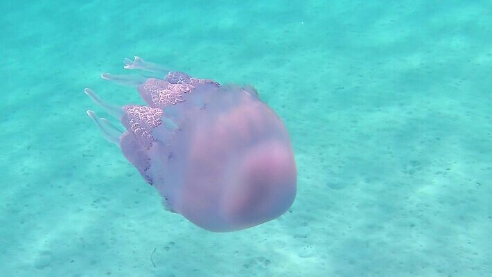 동물 야생동물 모래 바다 분홍색 컬러 우산 모션 생물 무척추동물 통 종류 어류 사람없음 물 파란색 햇빛 환경 바닷속 수중 수영 투명 지중해 아래 생태계 다이빙 장면 젤리 해파리 깊이 생태학 소금물 필터 MOV 해외동영상 클립영상 자연요소 교육 디저트 태양 수중동물 수상스포츠 자포동물 방향 위치 동영상 수중스포츠 파일형식