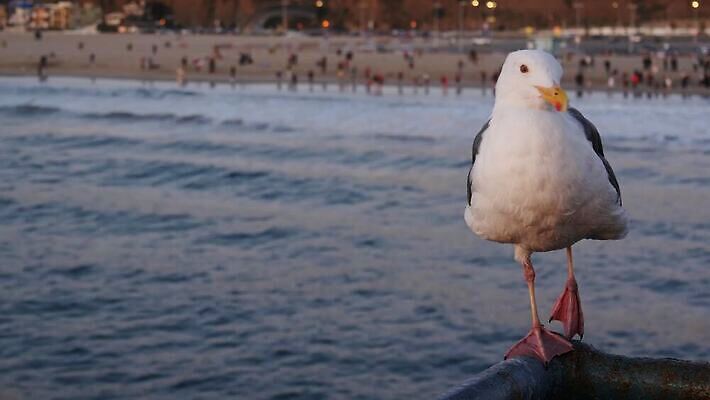 동물 상징 분홍색 여행 갈매기 조류 서기 사람없음 건물 아웃포커스 여름 파란색 항구 보라색 미국 황혼 일몰 새벽 꿈 흰색 소프트포커스 깃털 휴양지 보케 캘리포니아 주말 부드러움 대여 로스앤젤레스 철책 카피스페이스 4K 산타모니카 MP4 해외동영상 클립영상 자연요소 건축물 계절 컬러 북아메리카 교통시설 모션 촬영기법 노을 공백 장소 감각 동영상 파일형식