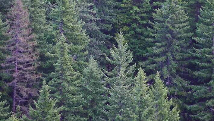 나무 자연 산 사람없음 야외 물 강 골짜기 폭포 흐름 신선 개울 숲 삼림지대 워싱턴 전국 지질학 로키산맥 4K MP4 해외동영상 클립영상 자연요소 식물 교육 컨셉 미국 생태계 동영상 파일형식