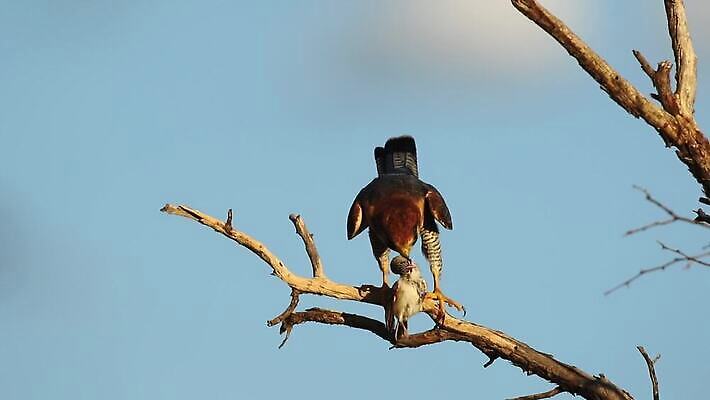 나무 동물 공원 야생동물 날개 모션 아프리카 자연 조류 하늘 앉기 사람없음 야외 파란색 나뭇가지 관찰 잡기 보호 먹이 먹기 깃털 클립 부리 육식동물 서식지 동영상 내추럴 남아프리카 동물상 발톱 생태학 HD MOV 해외동영상 클립영상 식물 공공시설 교육 나라 컬러 컨셉 발 조형물 생태계 파일형식