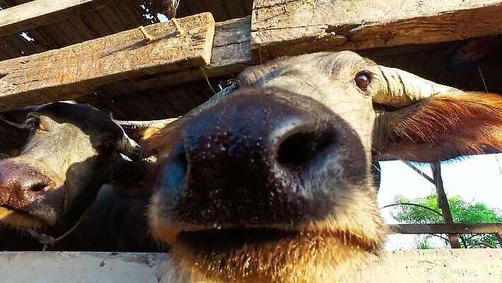 동물 아시아 문화 얼굴 야생동물 여행 농업 포유류 뿔 사람없음 야외 목재 농장 갈색 머리 검은색 가축 시골 그룹 소 큼 코 귀 먼지 새장 말레이시아 내추럴 밭일 4K 페낭 MOV 해외동영상 클립영상 나무 나라 산업 컬러 재료 신체부위 크기 동영상 케이지 파일형식