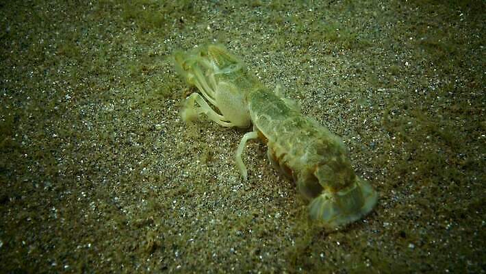 동물 야생동물 바다 절지류 신체 자연 새우 갑각류 사람없음 물 세계 환경 수중 생물학 수족관 암 동물상 생태학 우크라이나 해병대 4K MP4 해외동영상 클립영상 자연요소 교육 유럽 군대 조형물 질병 생태계 동영상 파일형식