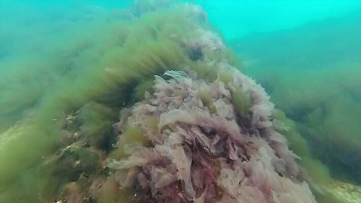 식물 동물 야생동물 바다 자연 무척추동물 풍경 사람없음 초록색 물 환경 바닷속 수중 수중동물 해조류 지중해 생태계 생물학 동물상 생태학 소금물 4K 수중영상 저서생물 MP4 해외동영상 클립영상 자연요소 교육 컬러 생물 조형물 해양식물 동영상 파일형식