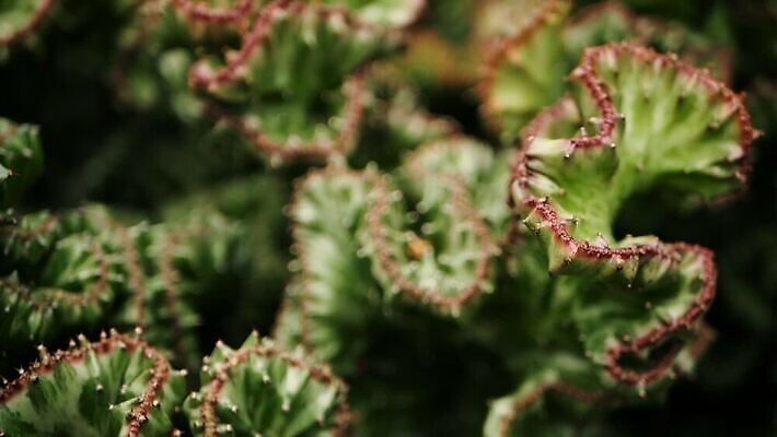 모양 식물 꽃 화초 컬러 백그라운드 컨셉 꽃무늬 패턴 선인장 건조 풍경 사람없음 장식 초록색 정원 봄 사막 수확 못 가시 방어 우아함 산호 소프트포커스 원예 질감 갈기 상록수 스파이크 다육식물 영원 이국적 스타일 세련 MOV 해외동영상 클립영상 계절 무늬 농업 촬영기법 어류 취미 공구 자포동물 동영상 파일형식