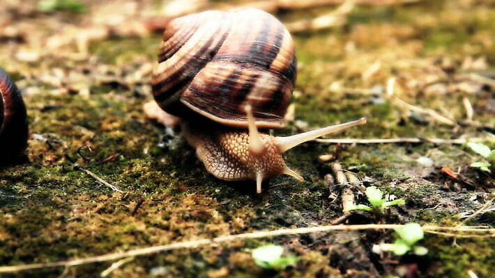 식물 동물 1 응시 음식 백그라운드 잎 가족 자연 생물 연체동물 안테나 나선형 사람없음 초록색 물 갈색 정원 회색 껍질 흰색 해충 큼 속도 날것 느림 고립 민달팽이 끈적임 MOV 해외동영상 클립영상 자연요소 시선 컬러 무늬 통신 관계 무척추동물 벌레 크기 생태계 동영상 파일형식 달팽이_동물