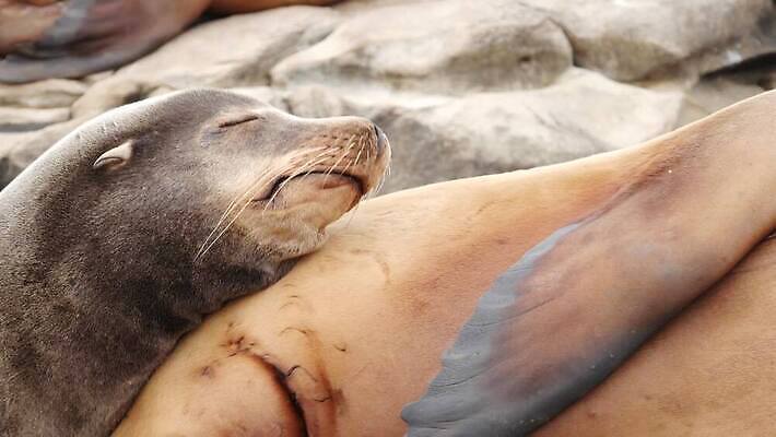 야생동물 새끼 국립공원 종류 사람없음 관광지 햇빛 미국 바위 잠 그룹 황무지 달콤 보호 편안함 물개 환경보전 만족 낮잠 캘리포니아 산티아고 식민지 많음 4K MP4 해외동영상 클립영상 동물 공원 감정 여행 컨셉 북아메리카 포유류 태양 바다동물 돌_바위 감각 맛 사회이슈 동영상 파일형식