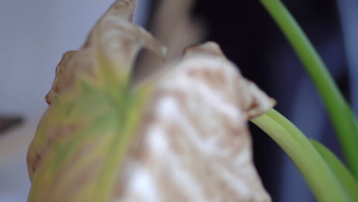 나무 식물 꽃 줄기 컬러 잎 꽃무늬 자연 주택 사람없음 초록색 빛 농작물 갈색 노란색 정원 고통 죽음 질병 원예 창백 나쁜 고립 썩음 해로움 4K MOV 해외동영상 클립영상 감정 컨셉 무늬 농업 의학 취미 건물 생태계 동영상 파일형식