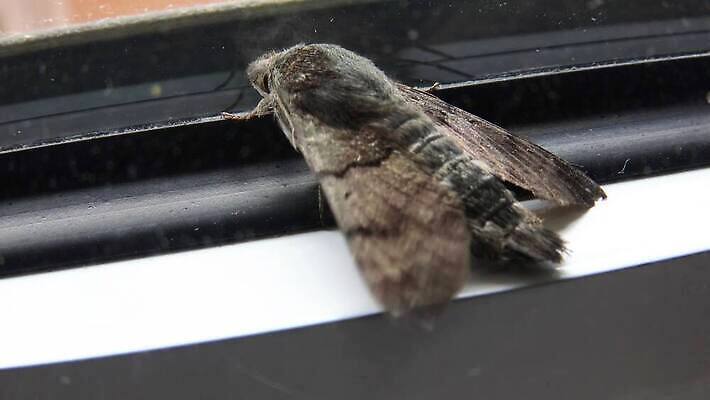 동물 옷 유럽 야생동물 나비 곤충 백그라운드 날개 가족 자연 영국 무척추동물 주택 사람없음 여름 갈색 손상 흰색 점 얼룩 해충 벌레 작음 실크 묘사 생태계 생물학 정사각형 변장 나방 내추럴 동물상 생태학 집시 트러블 4K MP4 해외동영상 클립영상 도형 계절 교육 나라 컬러 컨셉 관계 건물 조형물 직물 크기 동영상 파일형식