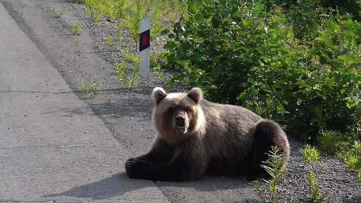 동물 아시아 야생동물 여행 곰 포유류 자연 털 표정 사람없음 야외 관광지 갈색 환경 숲 위험 큼 러시아 육식동물 사냥꾼 서식지 내추럴 동물상 러시아인 생태학 시베리아 총구 힘찬 4K MOV 해외동영상 클립영상 서양인 직업 교육 유럽 나라 컬러 컨셉 조형물 크기 생태계 동영상 파일형식