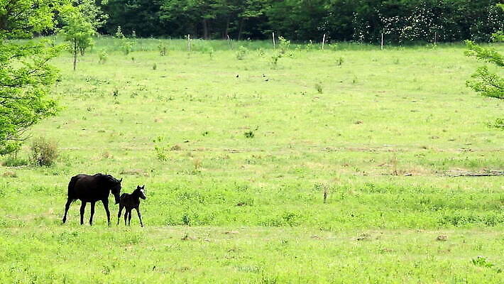 동물 딸 얼굴 밭 포유류 가족 자연 엄마 함께함 사랑 사람없음 야외 초록색 농장 갈색 머리 환경 검은색 봄 아기 쌍 소 빨다 방목 땅 가득함 갈기 망아지 돌봄 HD 순혈 MOV 해외동영상 클립영상 계절 감정 새끼 컬러 컨셉 농업 관계 모션 사람 신체부위 말_동물 축산업 생태계 동영상 파일형식