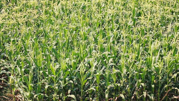 식물 꽃 산업 줄기 백그라운드 잎 밭 농업 모션 태국 자연 바람 건강 옥수수 사람없음 야외 초록색 농작물 농장 농경지 노란색 환경 정원 활발 수확 성장 흰색 시골 신선 불기 땅 밀 흔들림 그네 유기농 꽃가루 내추럴 줄서기 타격 많음 MOV 해외동영상 클립영상 자연요소 웰빙 아시아 컬러 컨셉 날씨 곡류 가루 생태계 동영상 파일형식