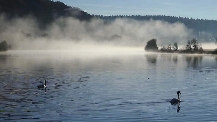 실루엣 물결 야생동물 자연 독일 사람없음 야외 강 반사 평화 안개 4K 락다운 MOV 해외동영상 클립영상 동물 유럽 컨셉 날씨 촬영기법 생태계 동영상 파일형식