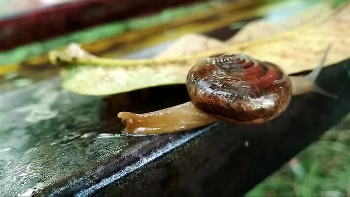 동물 야생동물 자연 생물 연체동물 무척추동물 나선형 사람없음 초록색 갈색 정원 젖음 껍질 미끄러짐 촉수 느림 기어가기 민달팽이 끈적임 MP4 해외동영상 클립영상 컬러 무늬 모션 생태계 동영상 파일형식 달팽이_동물