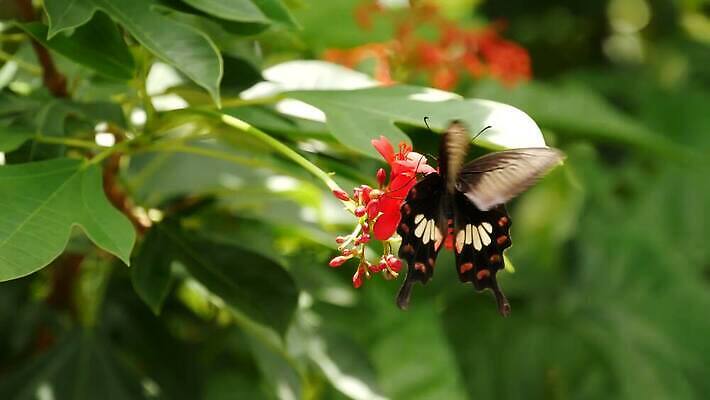 식물 꽃잎 나비 곤충 백그라운드 잎 날개 자연 열대 안테나 사람없음 초록색 여름 빛 컬러풀 평화 정원 화목 봄 낭만 전원 신선 소프트포커스 숲 열대우림 부드러움 꿀 대칭 변태 생태학 수유 이국적 파라다이스 카피스페이스 그리너리 4K MP4 해외동영상 클립영상 동물 계절 교육 꽃 컬러 컨셉 통신 촬영기법 공백 감각 전기에너지 생태계 동영상 파일형식 트랜드컬러