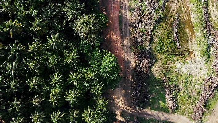 나무 산업 아시아 모래 사람없음 야외 건물 목재 환경 기계 장비 에너지 수확 숲 열대우림 굴착기 발굴 먼지 사암 잡동사니 말레이시아 개발 벌목 생태학 착취 4K MOV 해외동영상 클립영상 식물 건축물 교육 나라 농업 재료 돌_바위 중장비 동영상 파일형식