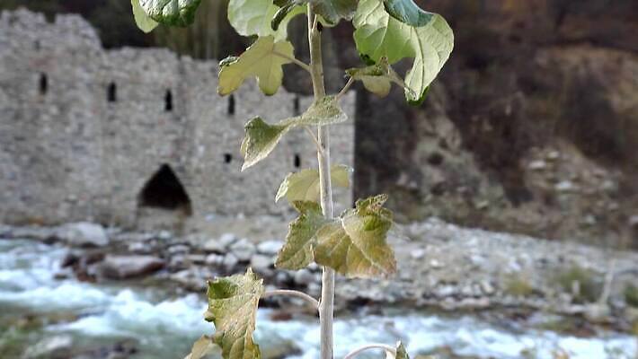 나무 식물 여행 잎 건축양식 자연 산 사람없음 야외 건물 빨간색 초록색 물 강 반사 교회 골짜기 도시 성 역사 숲 강가 허브 폴란드 8월 랜드마크 옛날 카자흐스탄 크라쿠프 4K MP4 해외동영상 클립영상 자연요소 건축물 건축 유럽 아시아 컬러 종교건축 날짜 생태계 동영상 파일형식