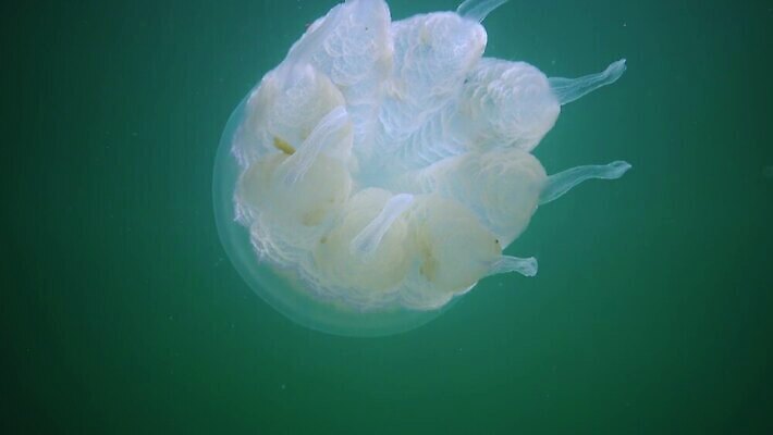동물 야생동물 바다 무척추동물 통 사람없음 물 파란색 환경 바닷속 수중 투명 우아함 위험 지중해 생태계 육식동물 젤리 해파리 살인 생태학 소금물 필터 화상 4K 수중영상 MP4 해외동영상 클립영상 자연요소 교육 컬러 컨셉 디저트 범죄 자포동물 상처 동영상 파일형식