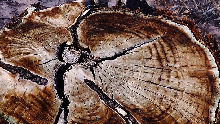 나무 조각 백그라운드 패턴 부분 자연 추상 사람없음 목재 갈색 반지 원형 숲 자르기 천 묘사 질감 통나무 나무껍질 잡동사니 내추럴 수목 옛날 노화 4K MP4 해외동영상 클립영상 도형 식물 컬러 컨셉 무늬 재료 장신구 모션 껍질 직물 생태계 동영상 파일형식