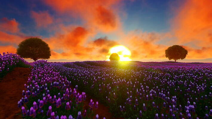 식물 구름 계절 꽃 유럽 여행 농업 자연 하늘 바람 사람없음 야외 여름 파란색 농장 노란색 보라색 일몰 프랑스 수확 농촌 땅 생태계 화단 수평선 MOV 해외동영상 클립영상 자연요소 나라 산업 컬러 날씨 노을 시골 동영상 파일형식