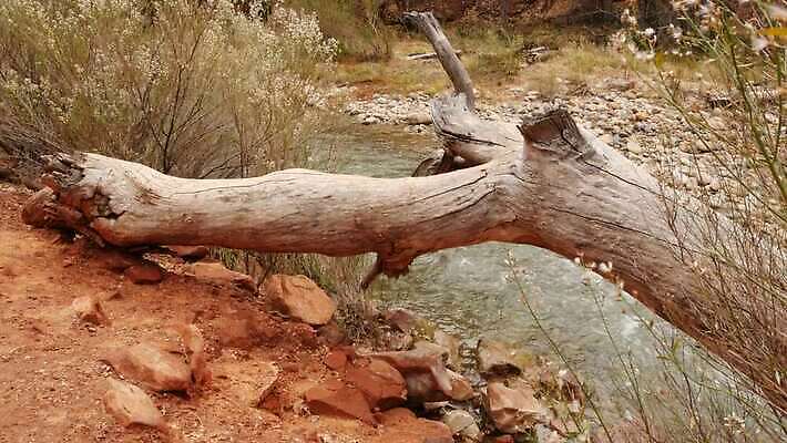 나무 여행 겨울 국립공원 사람없음 빨간색 강 골짜기 미국 외계인 안개 개울 분위기 떨어짐 땅 인도인 환경보전 사암 진홍색 애리조나 시온산 4K MP4 해외동영상 클립영상 외국인 식물 계절 공원 컬러 컨셉 북아메리카 자연 날씨 동양인 미확인물체 돌_바위 사회이슈 동영상 파일형식