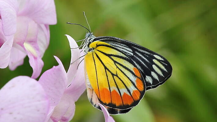 식물 동물 꽃 과학 나비 곤충 잎 날개 자연 동물원 사랑 사람없음 반려동물 환경 정원 봄 보호 숲 눈금 생물학 화단 동물상 MOV 해외동영상 클립영상 계절 교육 감정 컨셉 조형물 생태계 동영상 파일형식