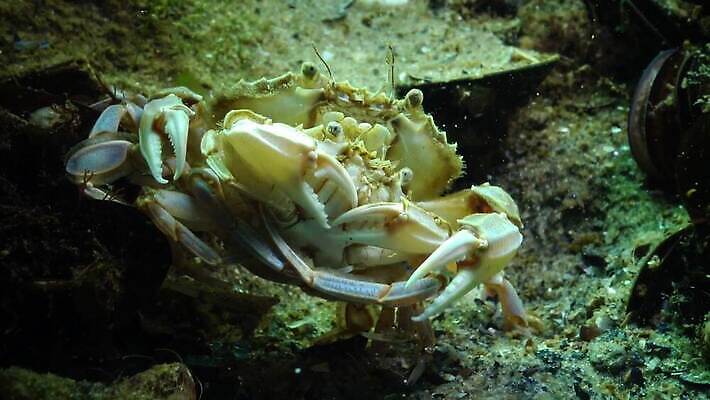 동물 야생동물 바다 절지류 자연 새우 무척추동물 갑각류 사람없음 물 바닷속 수중 게 가재 생태계 생물학 암 동물상 발톱 생태학 우크라이나 4K 저서생물 MP4 해외동영상 클립영상 자연요소 교육 유럽 발 생물 조형물 질병 동영상 파일형식