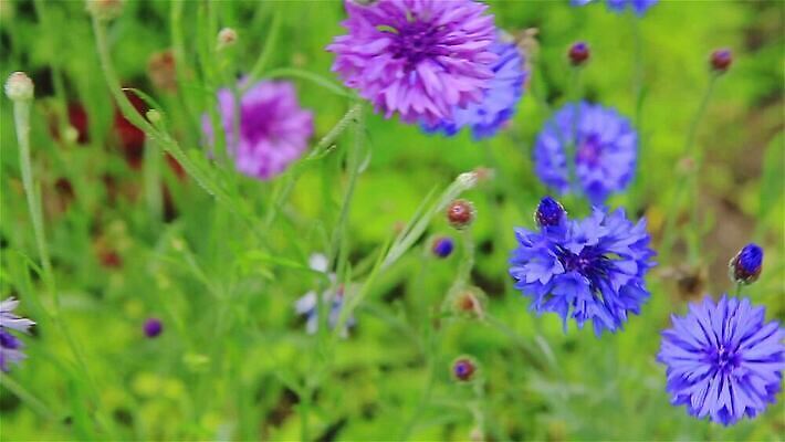 식물 계절 꽃잎 꽃 줄기 분홍색 컬러 백그라운드 꽃무늬 밭 자연 바람 씨앗 사람없음 야외 초록색 파란색 컬러풀 정원 맑음 보라색 봄 벚꽃 시골 신선 개화 닫기 묘사 꽃가루 내추럴 수레국화 MOV 해외동영상 클립영상 자연요소 무늬 농업 모션 날씨 가루 생태계 동영상 파일형식