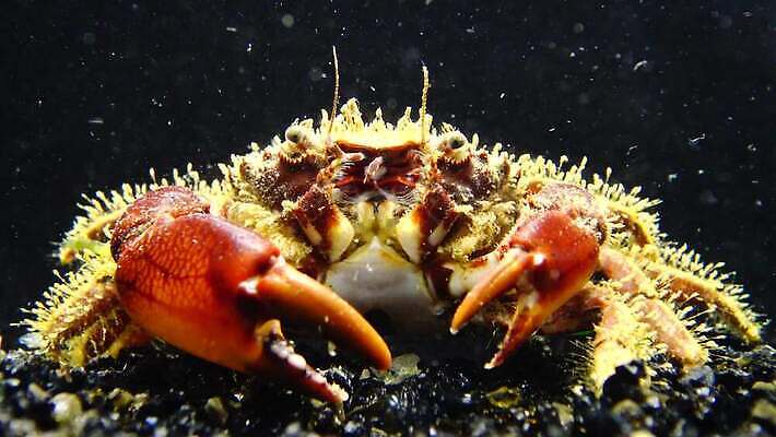 동물 야생동물 바다 절지류 자연 생물 무척추동물 갑각류 사람없음 초록색 물 환경 바닷속 수중 게 가재 해산물 생태계 발톱 생태학 소금물 집게발 4K 수중영상 MP4 해외동영상 클립영상 자연요소 교육 컬러 발 동영상 파일형식